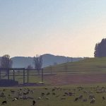 Attikageschoss: Aussicht auf Schafherde